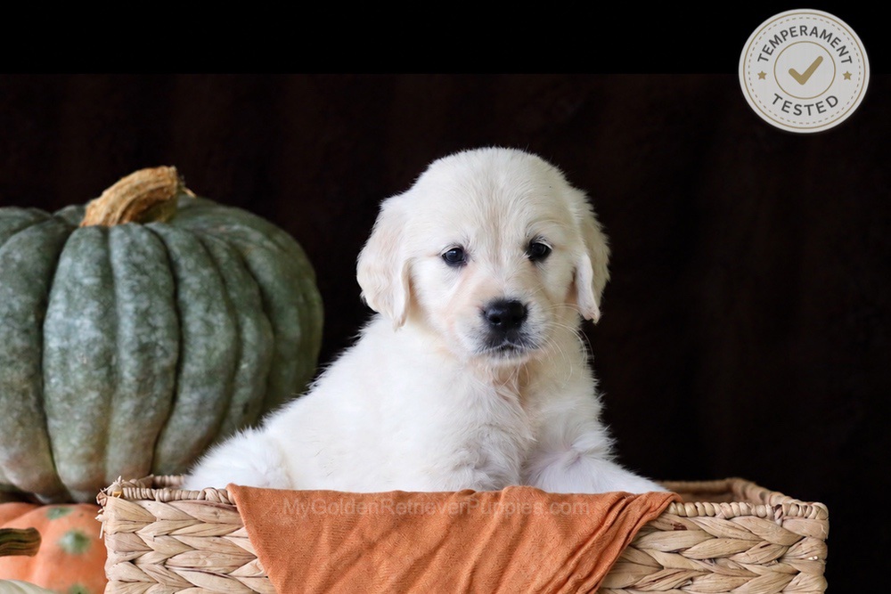 Cookie Image of Cookie, a Golden Retriever puppy