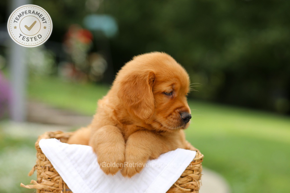 Copper Image of Copper, a Golden Retriever puppy