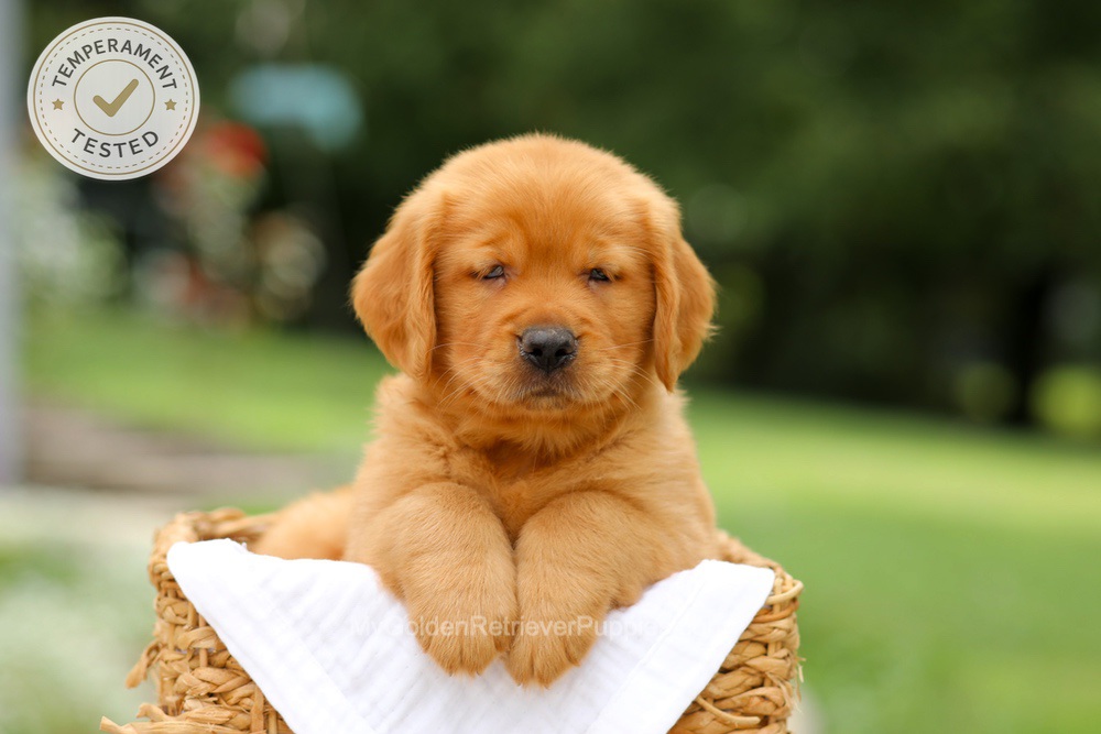 Copper Image of Copper, a Golden Retriever puppy