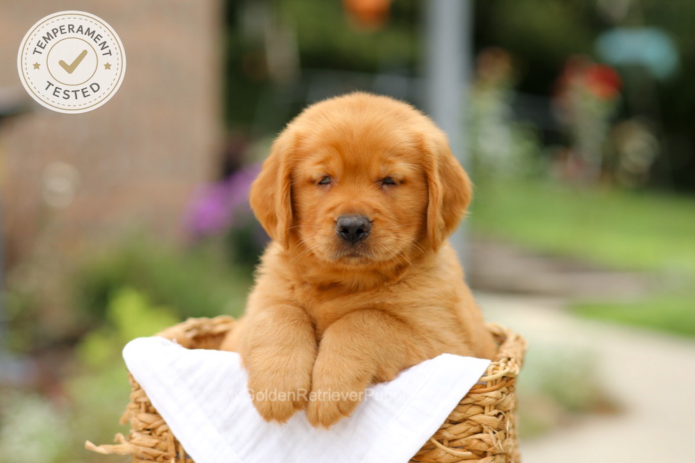 Copper Image of Copper, a Golden Retriever puppy