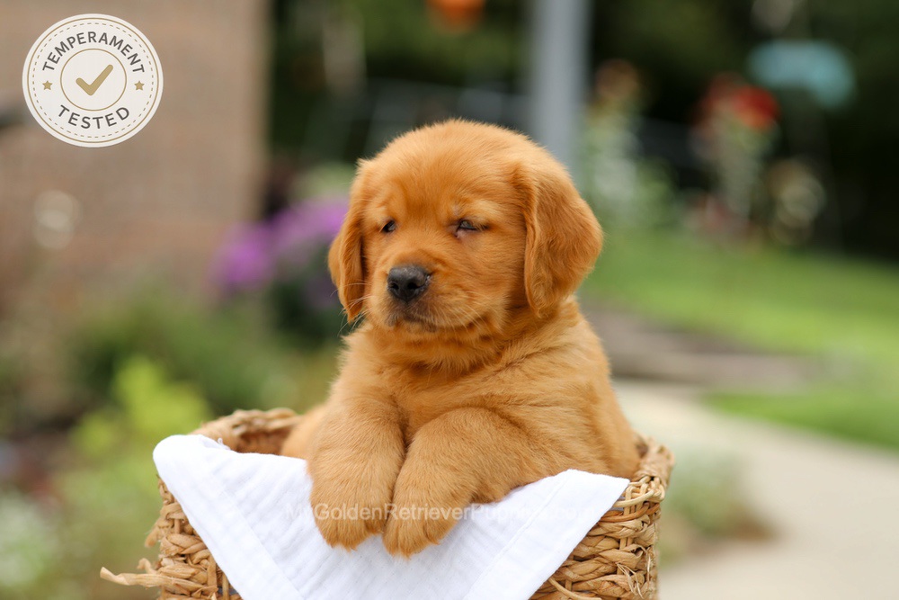 Copper Image of Copper, a Golden Retriever puppy