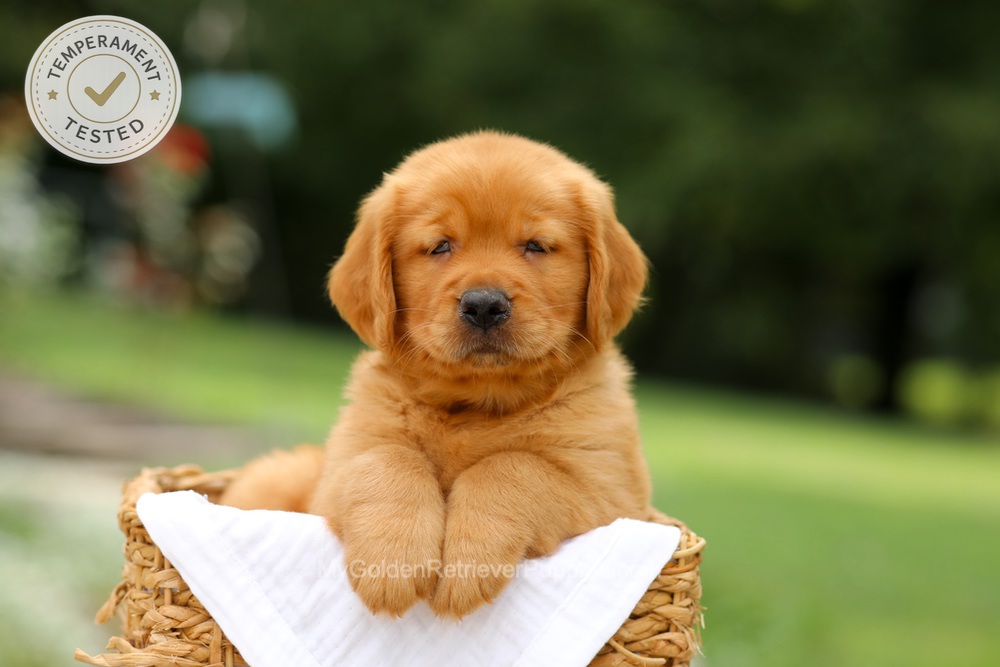 Copper Image of Copper, a Golden Retriever puppy