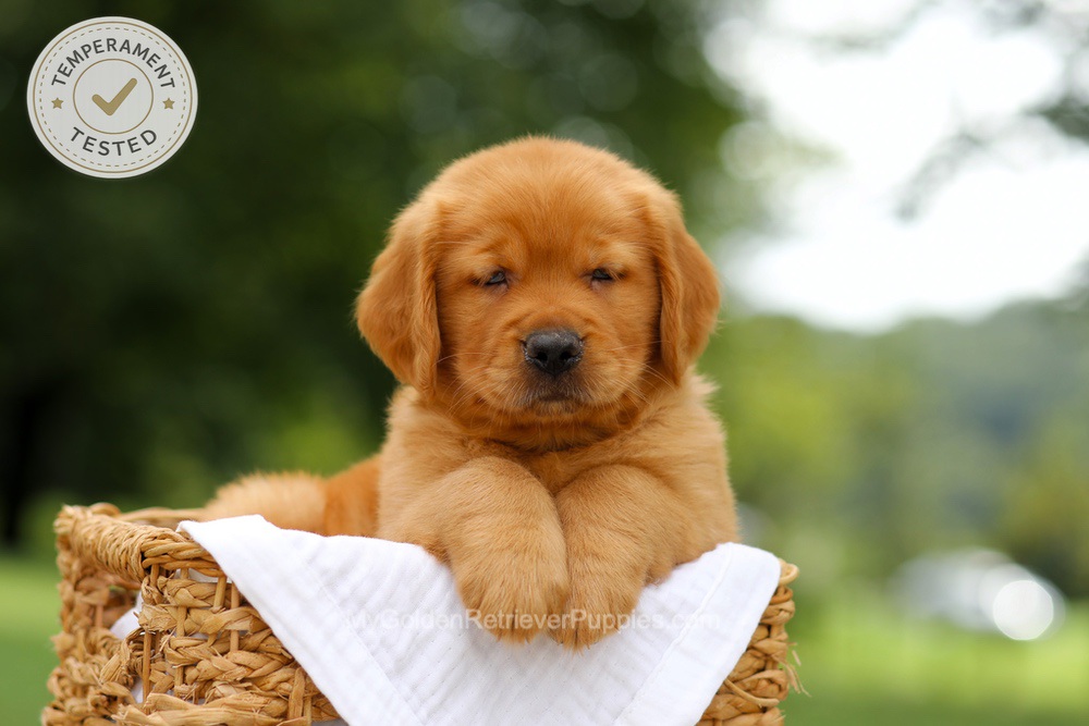 Copper Image of Copper, a Golden Retriever puppy