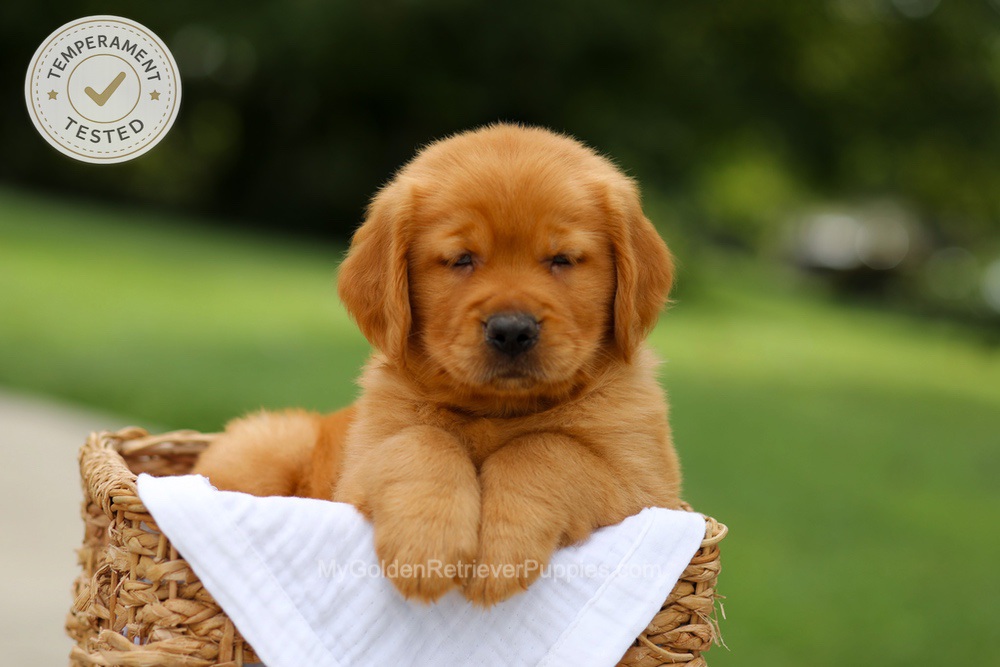 Copper Image of Copper, a Golden Retriever puppy