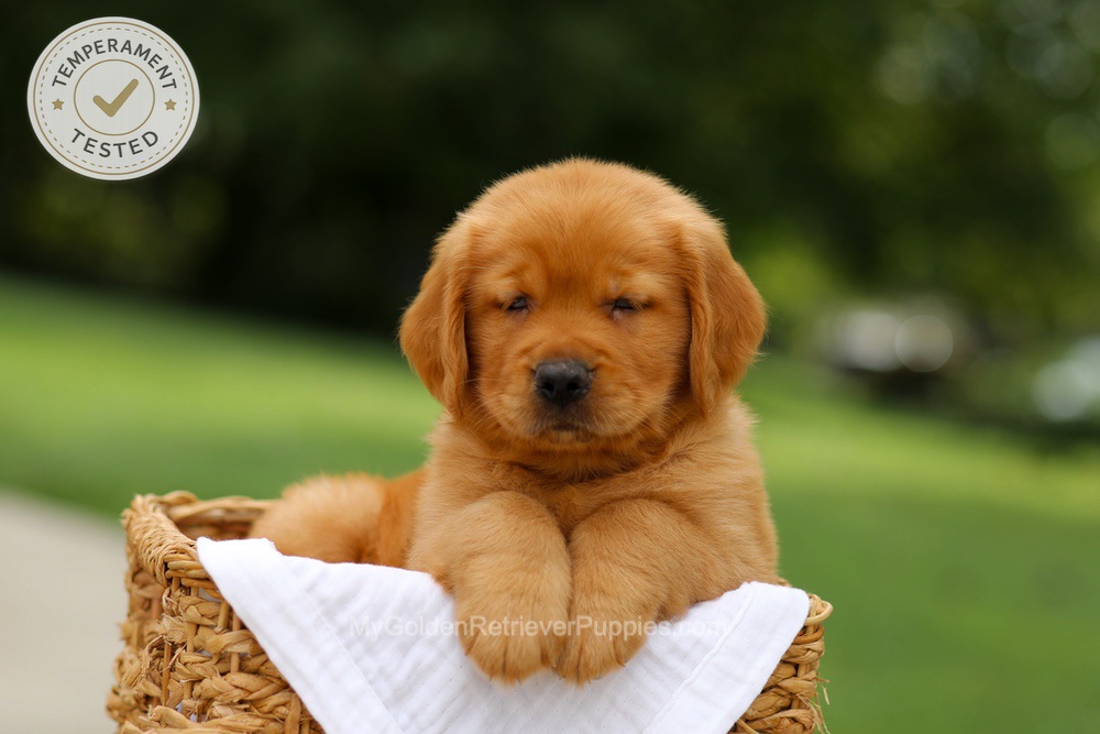 Copper Image of Copper, a Golden Retriever puppy