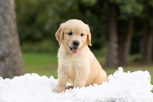 Image of Corduroy, a Golden Retriever puppy