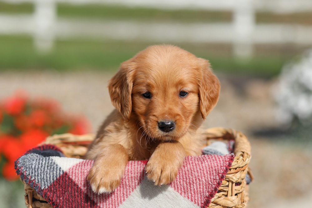 Dahlia Image of Dahlia, a Golden Retriever puppy