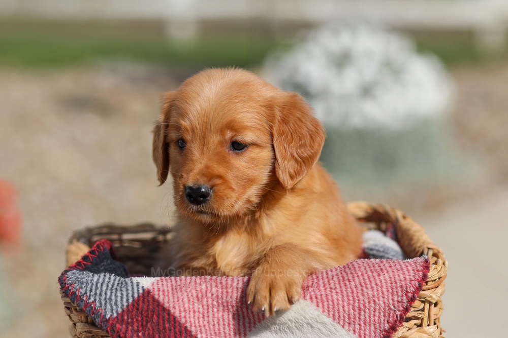 Dahlia Image of Dahlia, a Golden Retriever puppy