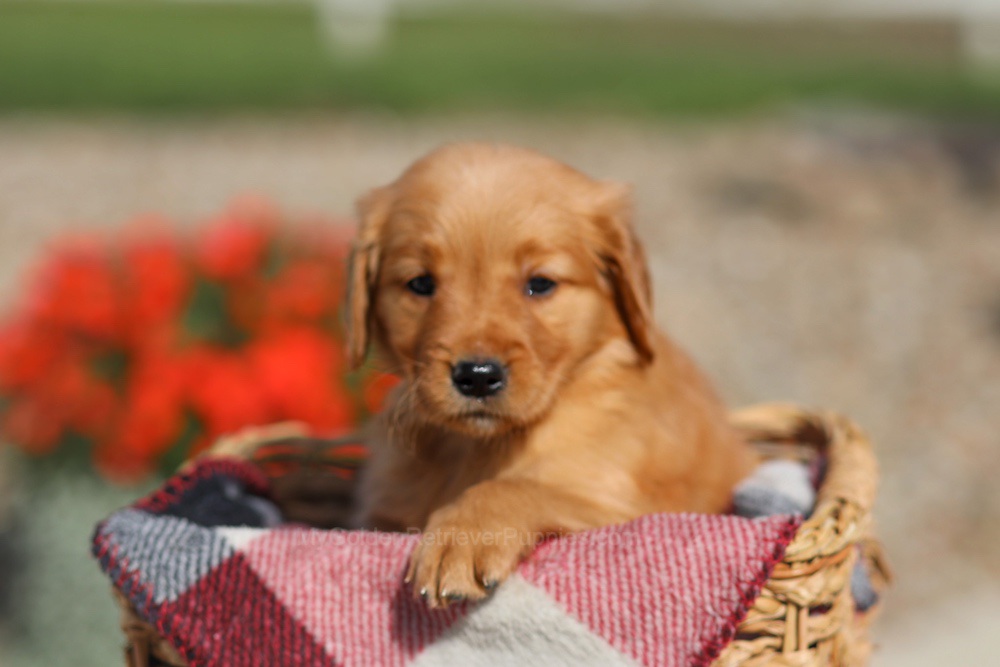 Dahlia Image of Dahlia, a Golden Retriever puppy