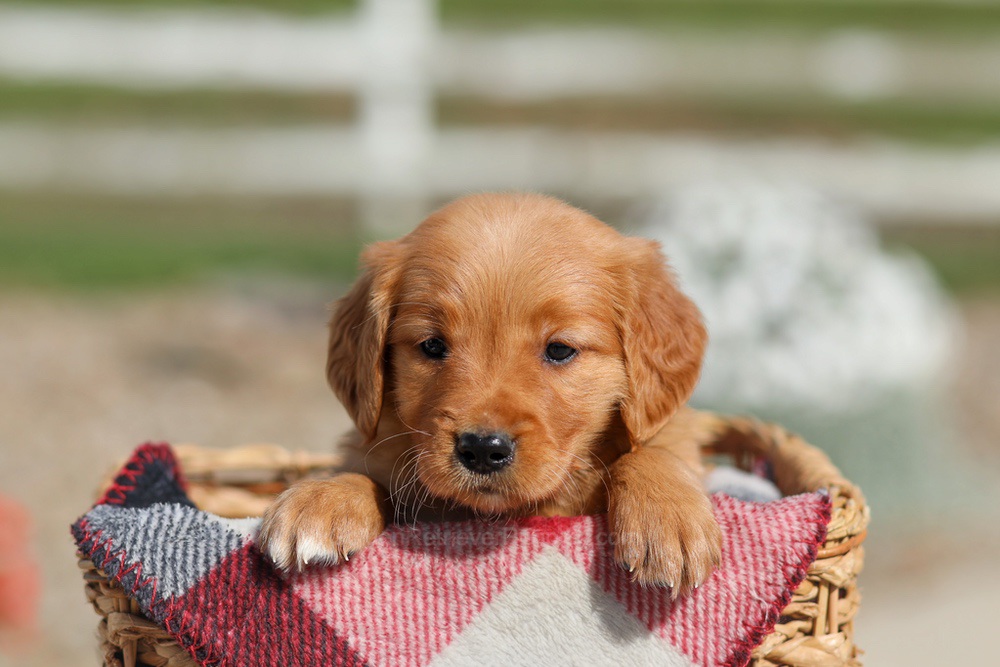 Dahlia Image of Dahlia, a Golden Retriever puppy