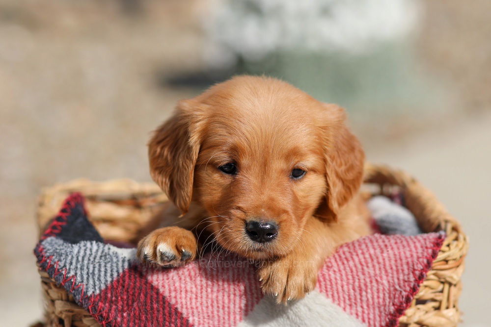 Dahlia Image of Dahlia, a Golden Retriever puppy