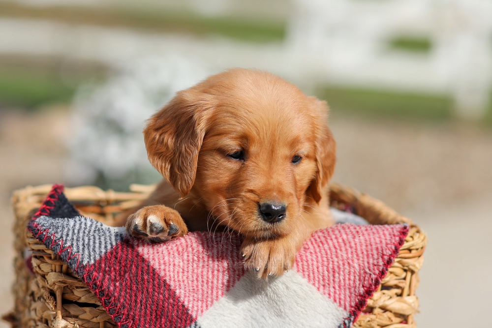 Dahlia Image of Dahlia, a Golden Retriever puppy