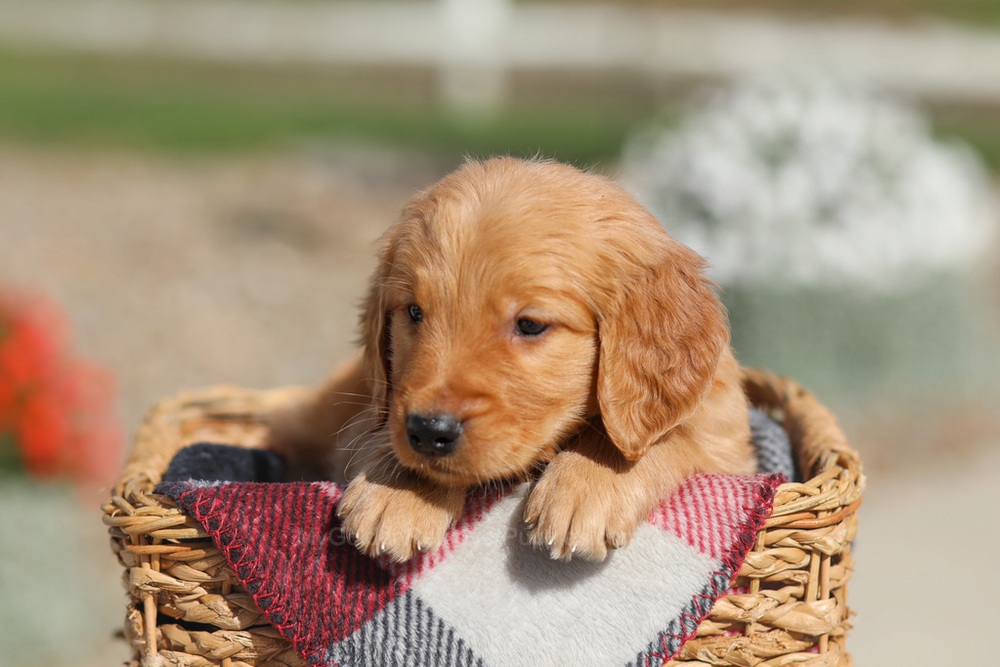Dallas Image of Dallas, a Golden Retriever puppy