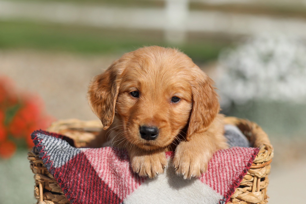 Dallas Image of Dallas, a Golden Retriever puppy
