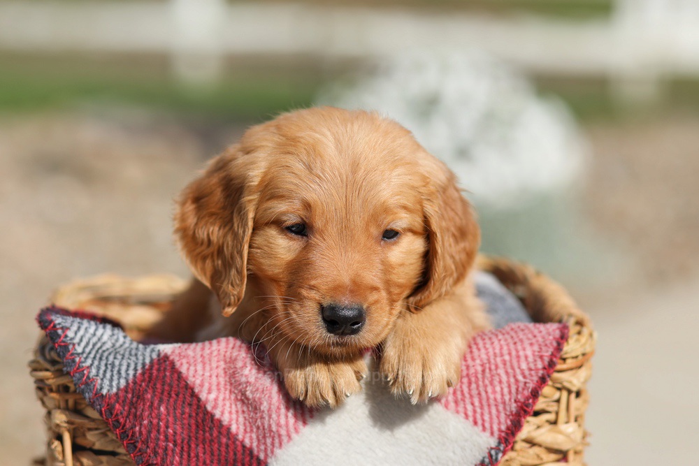 Dallas Image of Dallas, a Golden Retriever puppy