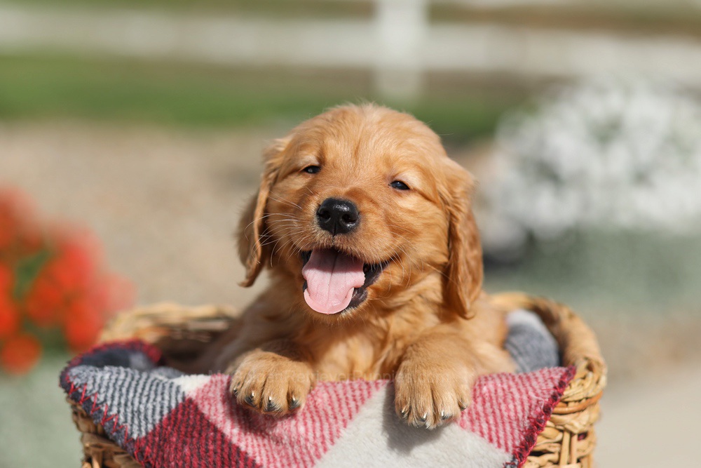 Dallas Image of Dallas, a Golden Retriever puppy