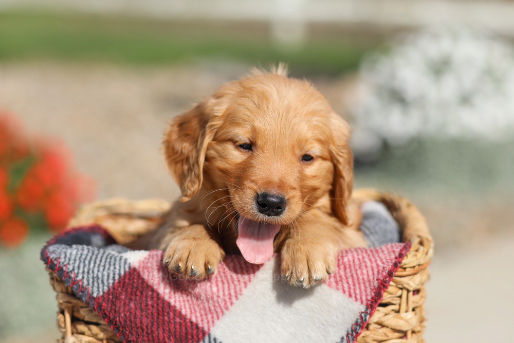 Dallas Image of Dallas, a Golden Retriever puppy