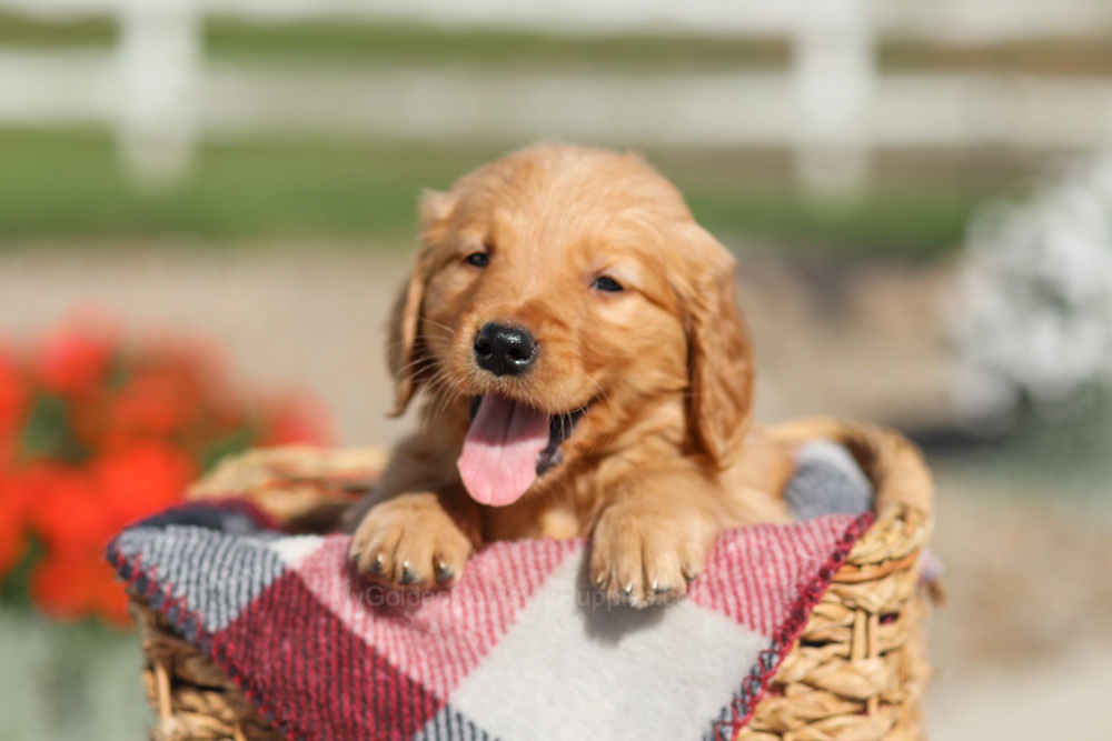 Dallas Image of Dallas, a Golden Retriever puppy