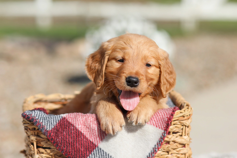 Dallas Image of Dallas, a Golden Retriever puppy