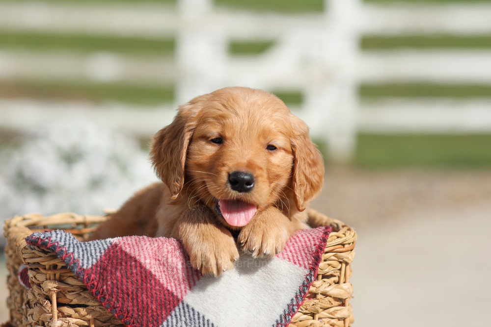 Dallas Image of Dallas, a Golden Retriever puppy
