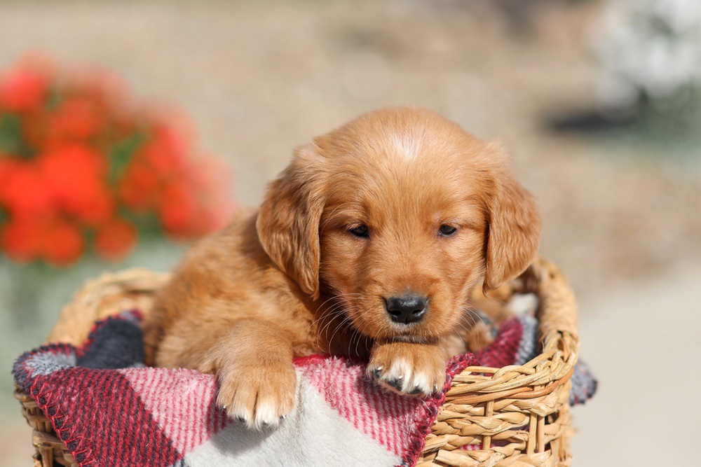 Debra Image of Debra, a Golden Retriever puppy