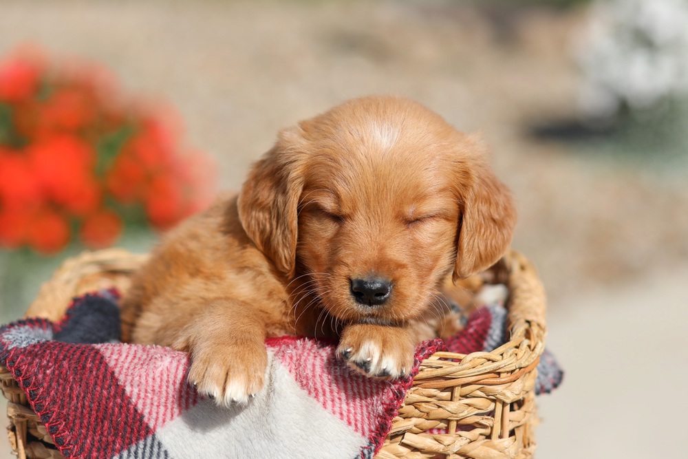 Debra Image of Debra, a Golden Retriever puppy