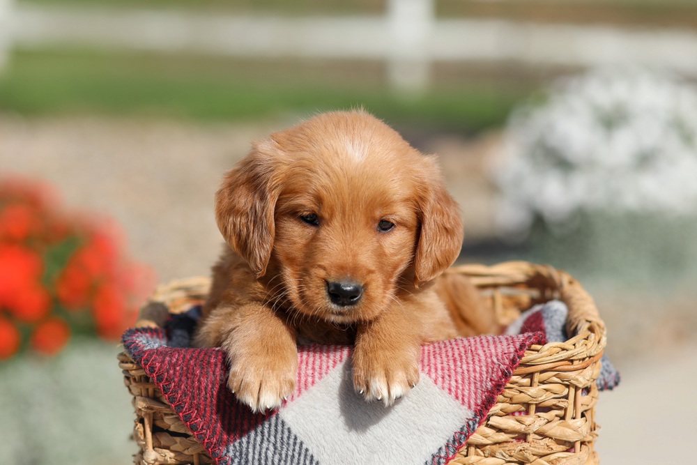 Debra Image of Debra, a Golden Retriever puppy