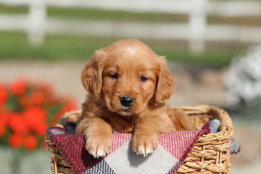 Debra Image of Debra, a Golden Retriever puppy