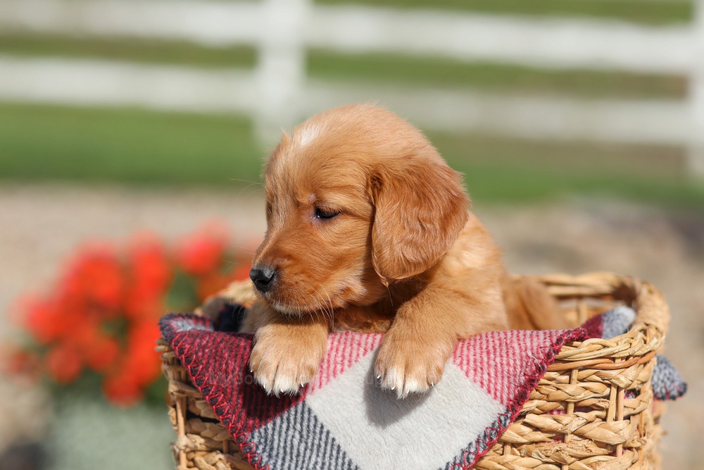 Debra Image of Debra, a Golden Retriever puppy