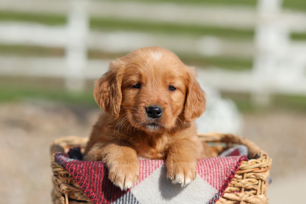 Debra Image of Debra, a Golden Retriever puppy