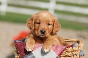 Image of Debra, a Golden Retriever puppy