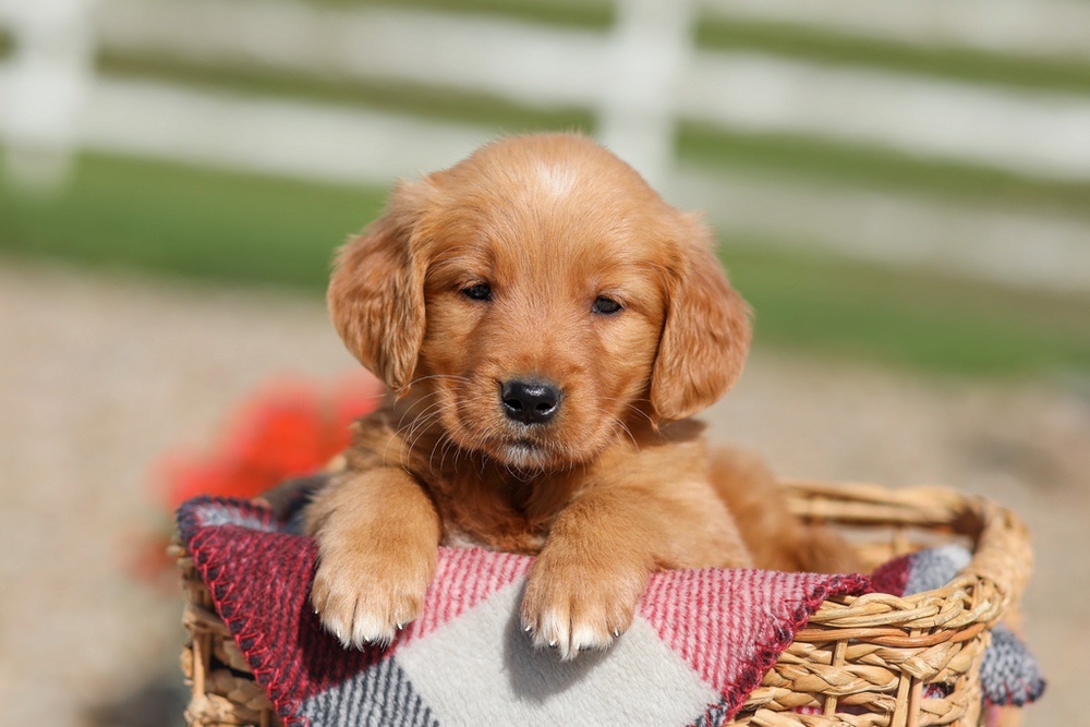Debra Image of Debra, a Golden Retriever puppy