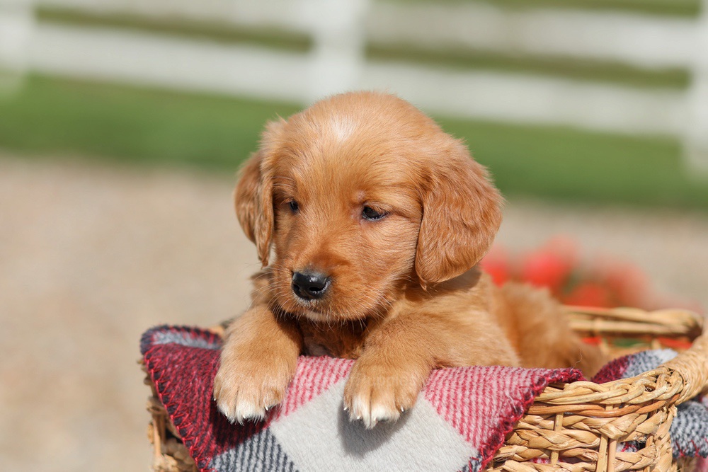 Debra Image of Debra, a Golden Retriever puppy