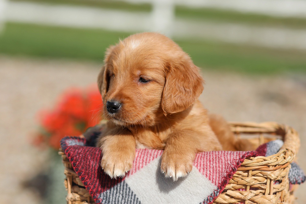 Debra Image of Debra, a Golden Retriever puppy