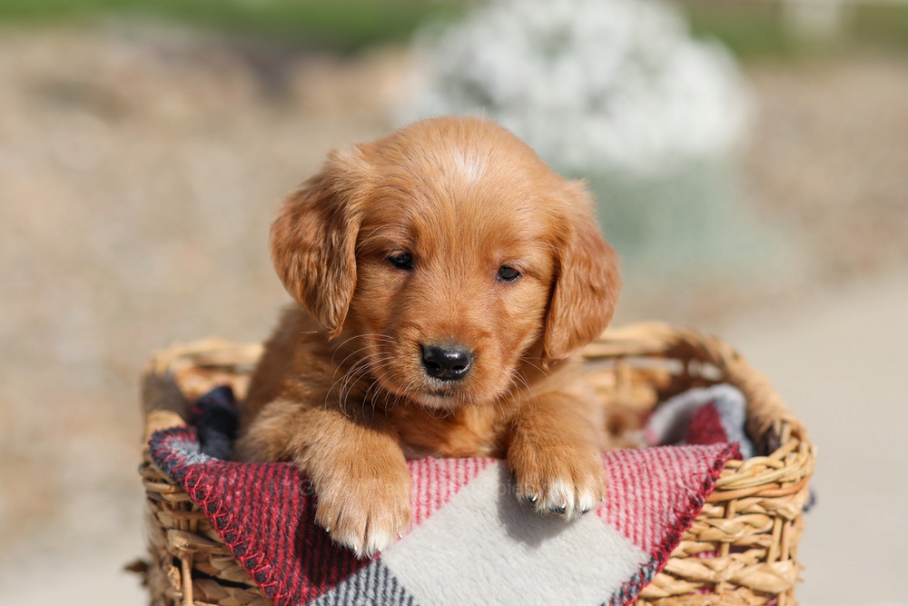 Debra Image of Debra, a Golden Retriever puppy