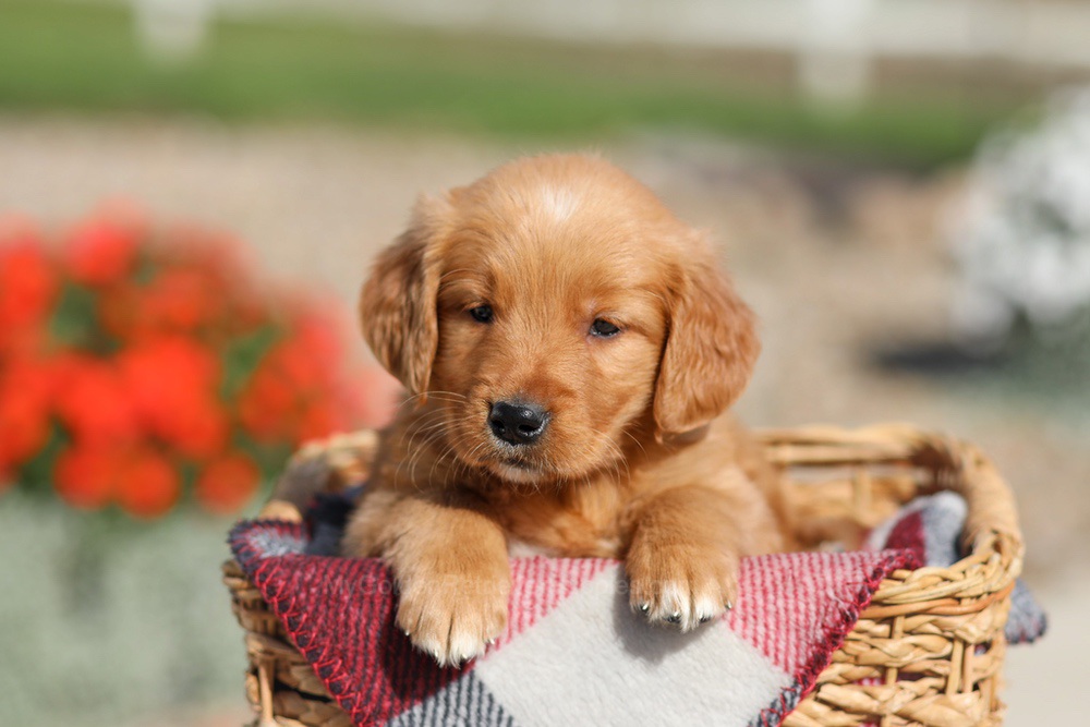 Debra Image of Debra, a Golden Retriever puppy