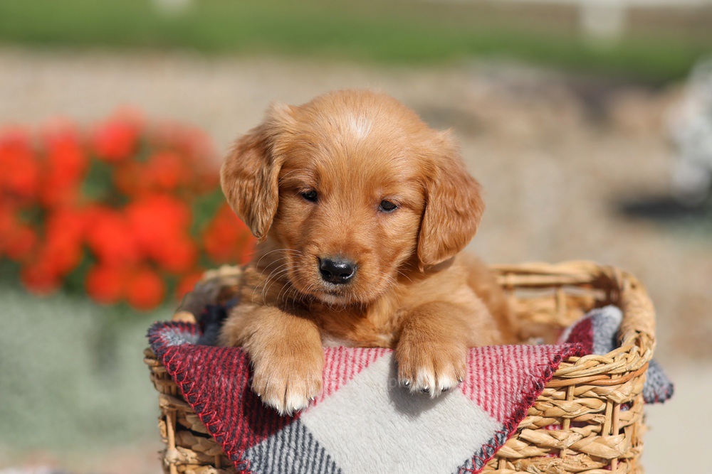 Debra Image of Debra, a Golden Retriever puppy