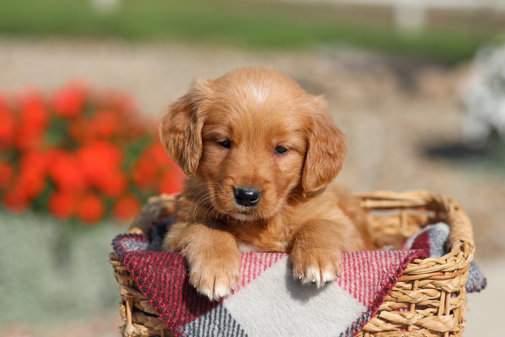 Debra Image of Debra, a Golden Retriever puppy