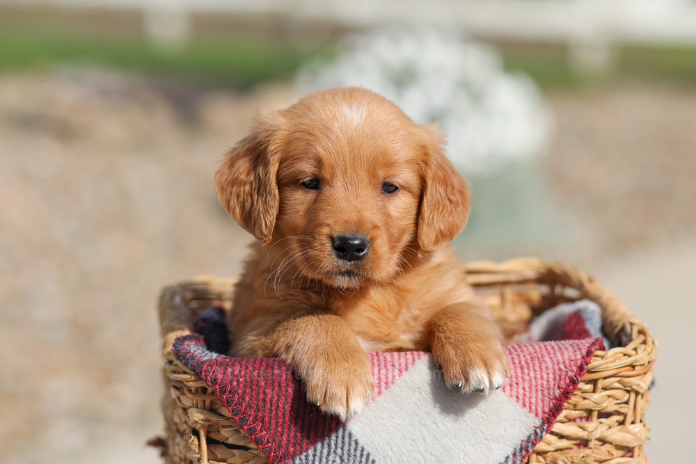 Debra Image of Debra, a Golden Retriever puppy