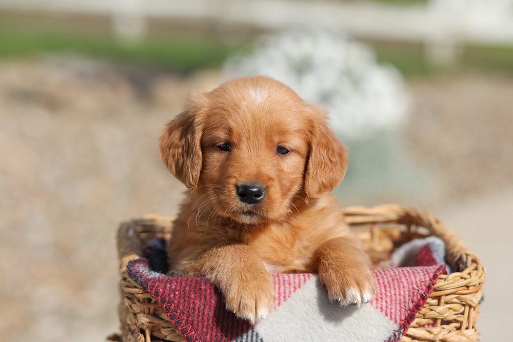 Debra Image of Debra, a Golden Retriever puppy