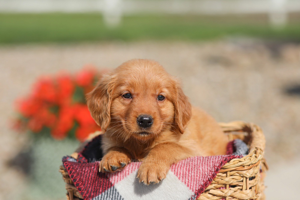 Dena Image of Dena, a Golden Retriever puppy