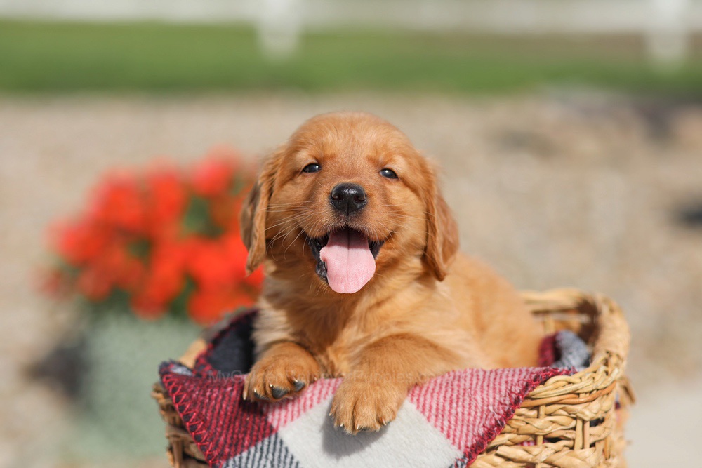 Dena Image of Dena, a Golden Retriever puppy