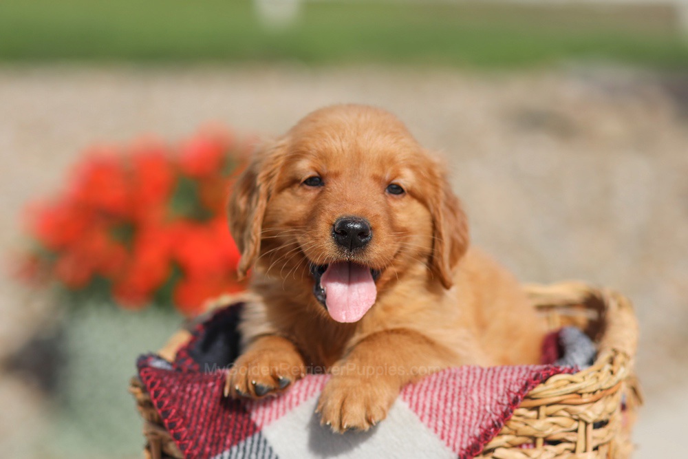Dena Image of Dena, a Golden Retriever puppy