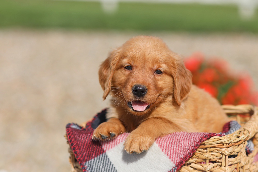 Dena Image of Dena, a Golden Retriever puppy