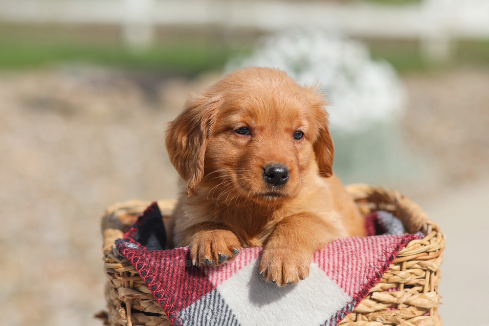 Dena Image of Dena, a Golden Retriever puppy