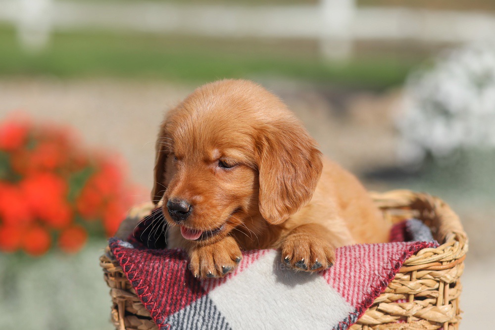 Dena Image of Dena, a Golden Retriever puppy
