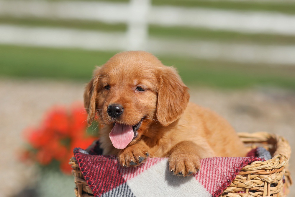 Dena Image of Dena, a Golden Retriever puppy