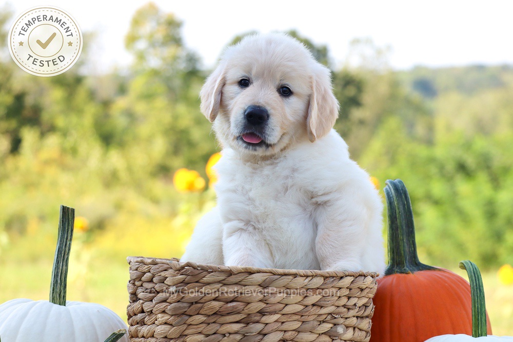 Dewey Image of Dewey, a Golden Retriever puppy