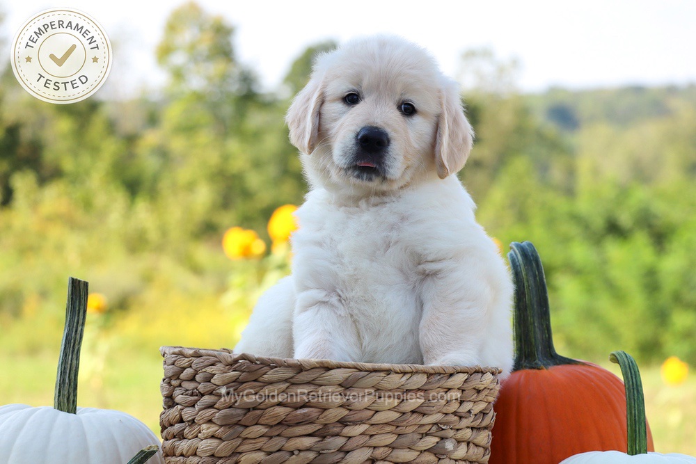Dewey Image of Dewey, a Golden Retriever puppy