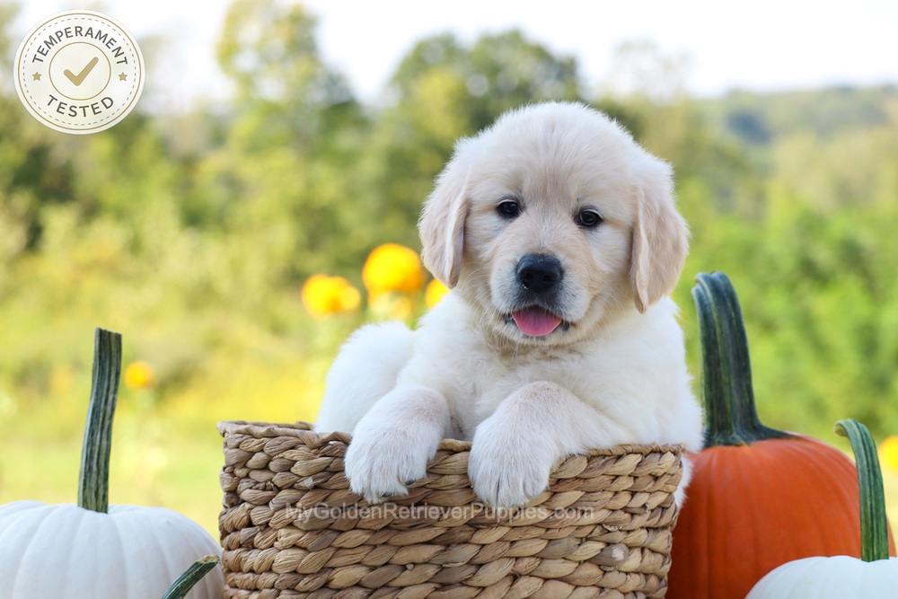 Dewey Image of Dewey, a Golden Retriever puppy